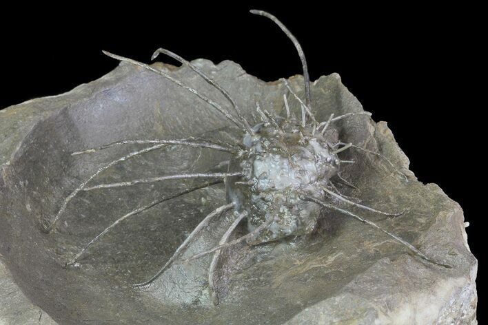 Insane, Devonian, Spiny Brachiopod - Mrakib, Morocco #70579